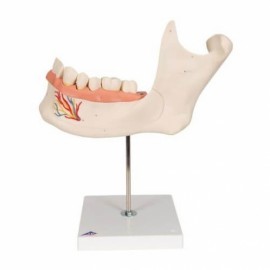 Mitad de la mandíbula inferior 3 veces su...