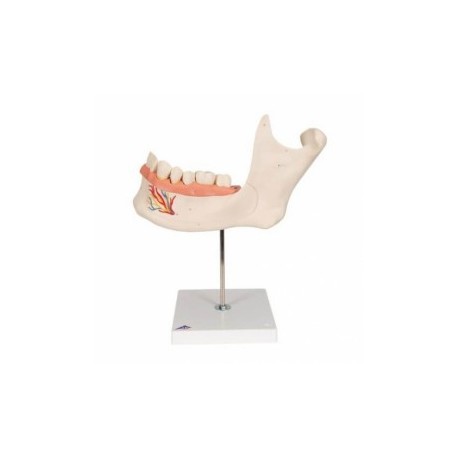 Mitad de la mandíbula inferior 3 veces su...