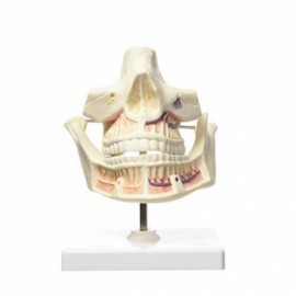 Modelo de anatomía humana, dentadura de...