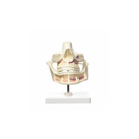 Modelo de anatomía humana, dentadura de...